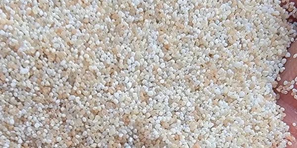Close-up of small beige couscous-like pearls