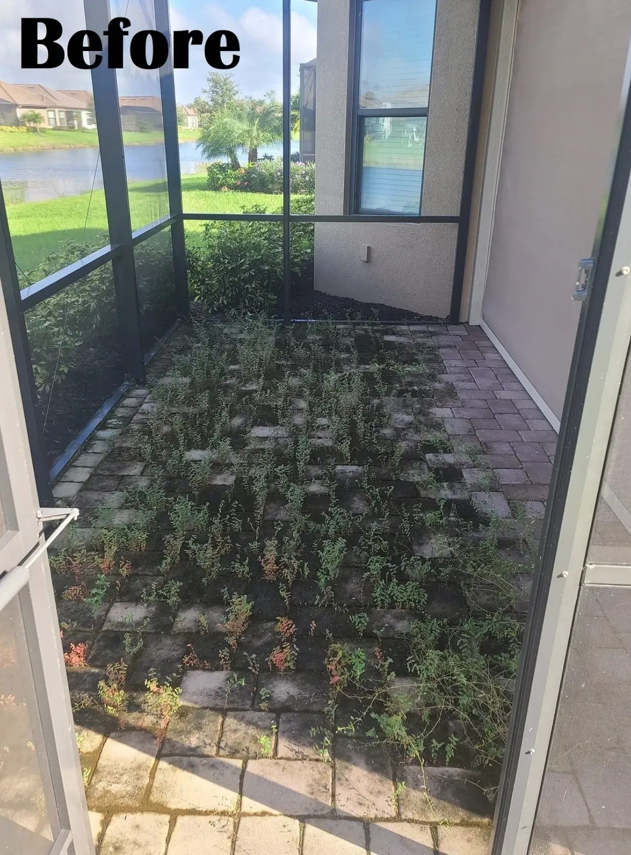 Weedy paver patio inside screened enclosure