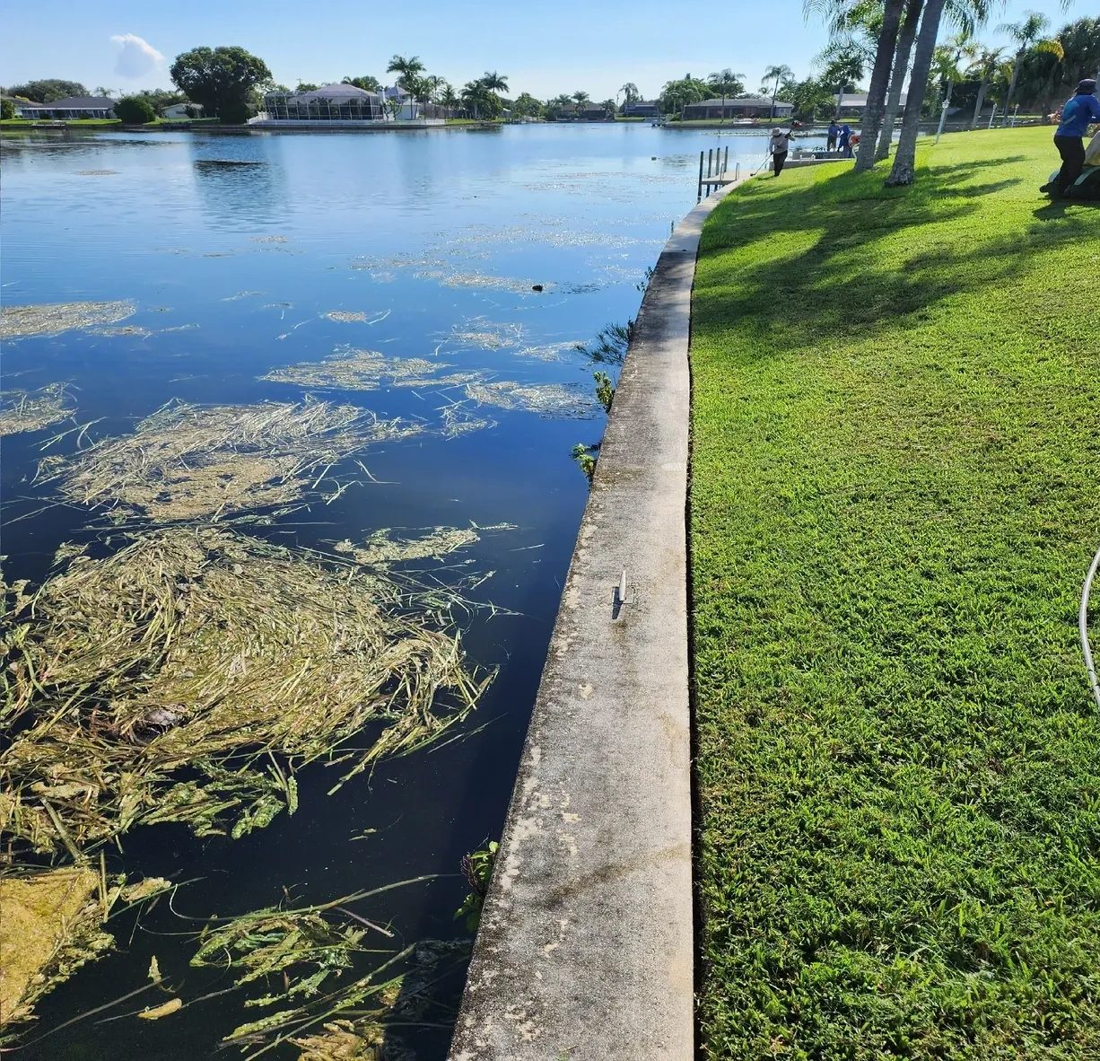 Waterfront seawall with grassy lawn and palms