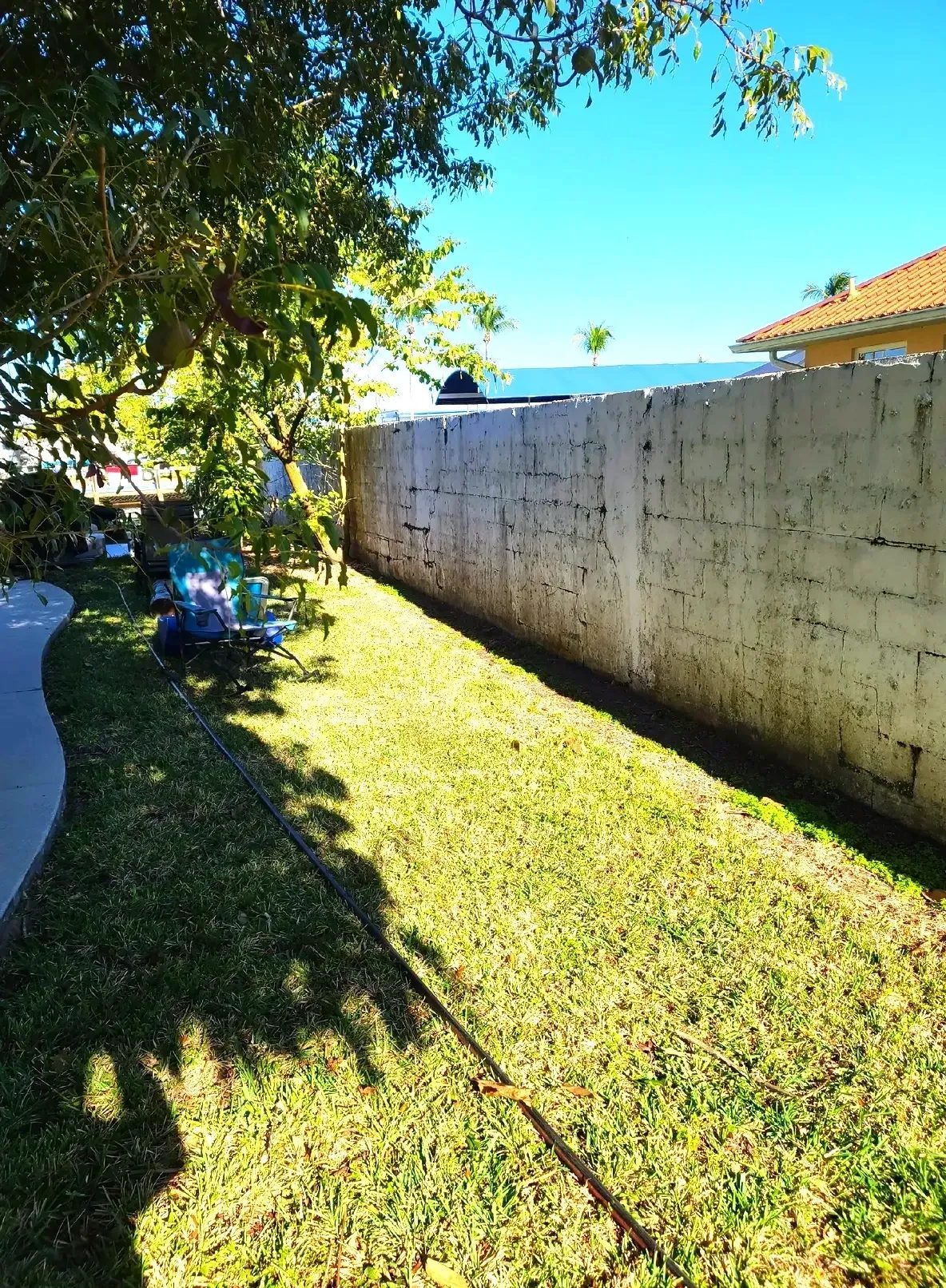 Sunlit backyard lawn with concrete wall and tree