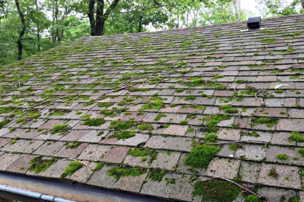 Moss covered asphalt shingle roof with gutter