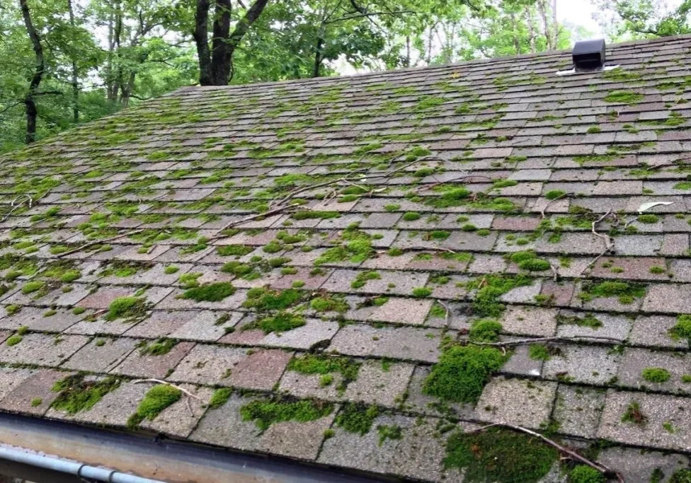 Moss covered asphalt shingle roof with gutter