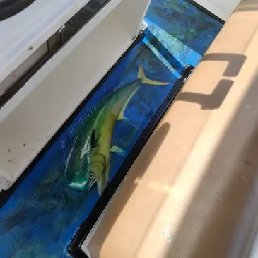 Mahi-mahi fish in boat livewell